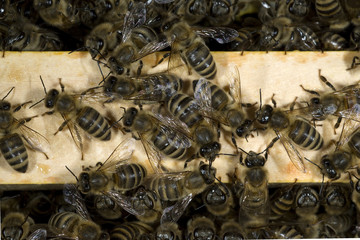 Honigbienen, Biene; Apis; mellifera