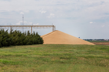 Obraz premium hard red winter wheat - big pile