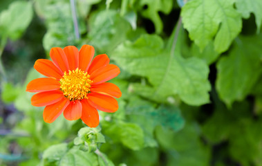 Red daisy flower