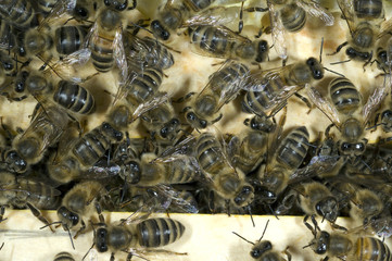 Honigbienen, Biene; Apis; mellifera