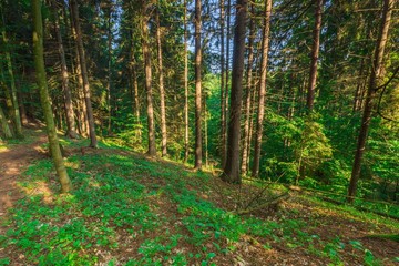 Wild european forest in summer