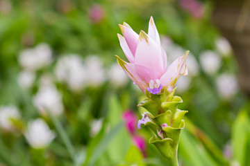 Pink Curcuma alismatifolia or Siam Tulip
