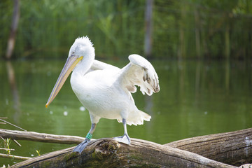 Pélican blanc