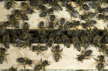 Honigbienen, Biene; Apis; mellifera