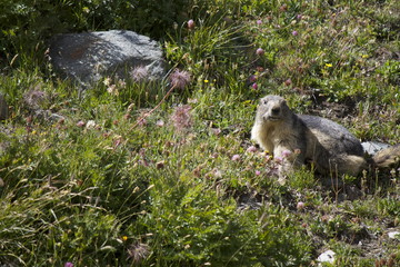 Marmotta