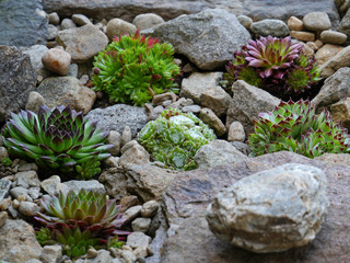 Hauswurzen / Sempervivum