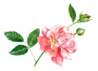 Naklejka na ściany i meble A vintage style watercolour drawing of a pink rose