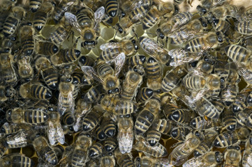 Honigbienen, Biene; Apis; mellifera
