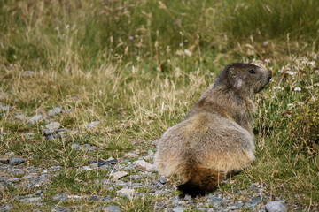 Marmotta