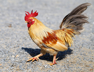  Beautiful multi-colored rooster