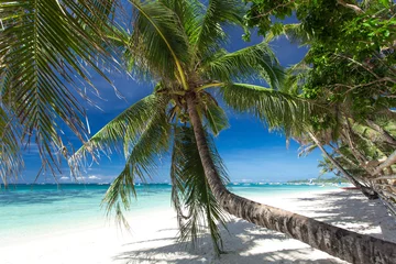 Photo sur Plexiglas Plage blanche de Boracay Palm on white beach, Boracay island
