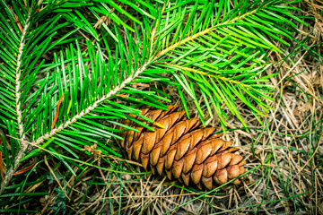 Green branch and pine cone