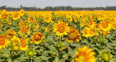 Fototapeta premium field of sunflowers