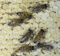 Honigbienen, Biene; Apis; mellifera