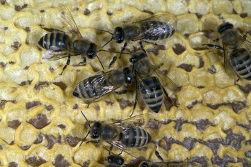 Honigbienen, Biene; Apis; mellifera