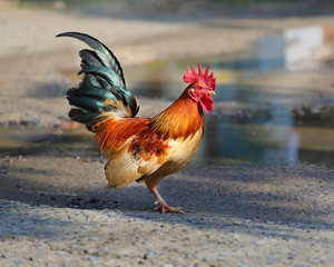  Beautiful multi-colored rooster