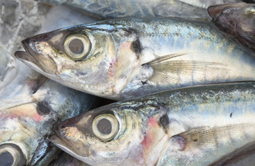 Thai cuisine, morning catch of mackerel on a market stall