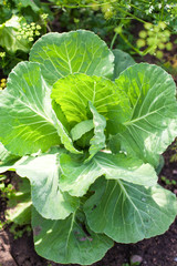 Cabbage on beds in the garden