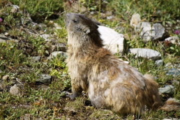Fototapeta premium Marmotta