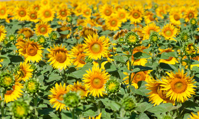 field of sunflowers