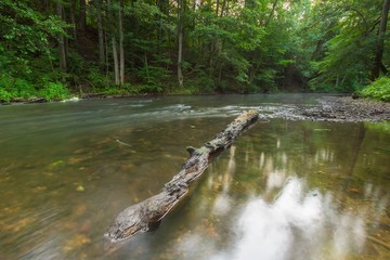 Beautiful landscape with summertime forest and river