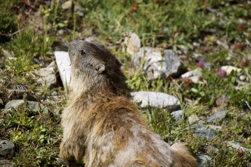 Marmotta