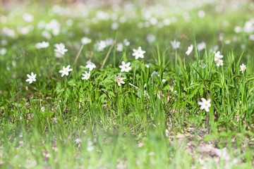 Fototapeta premium Anemone sylvestris in spring forest