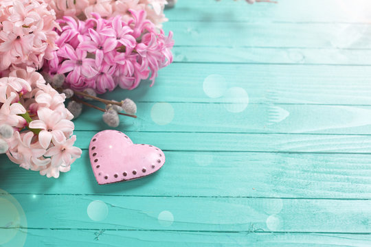 Background with fresh pink hyacinths  and  decorative heart
