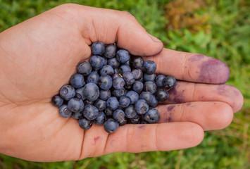 handful of  huckleberries