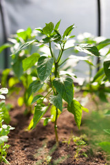 Paprika on beds in the garden