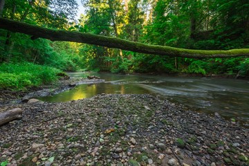 Beautiful landscape with summertime forest and river