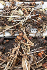 Young onions seedling