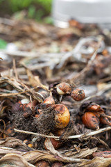 Young onions seedling