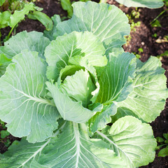 Cabbage on beds in the garden