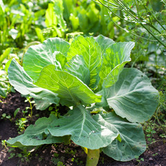 Cabbage on beds in the garden