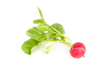 One garden radish