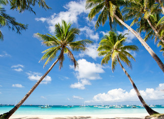 Palms on tropical beach