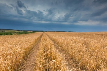 Stormy sky over field