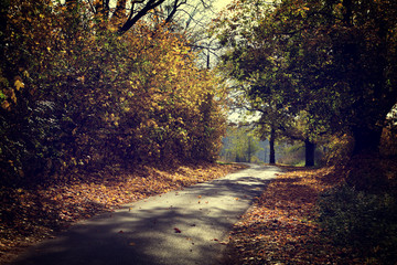Vintage photo of autumn forest