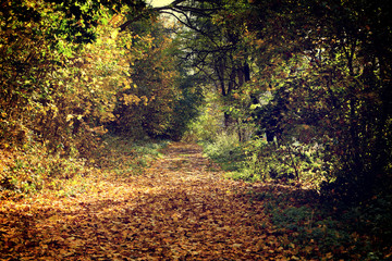 Naklejka premium Vintage photo of autumn forest