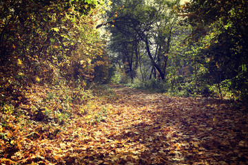 Vintage photo of autumn forest