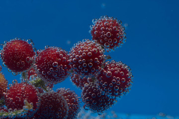 Fototapeta na wymiar bird cherry underwater