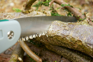 Sawing tree.
Hand saw sawing through tree branch.