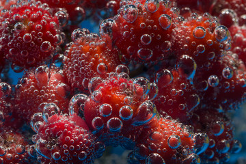 ashberry underwater