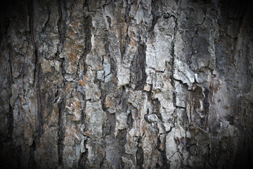 Bark of apple tree