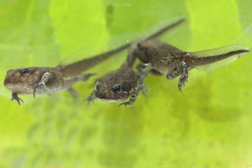 Jungfrosch, Junge, Kroete, Bufo, bufo, Erdkroete,
