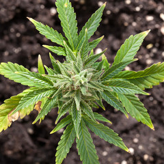 Marijuana plant