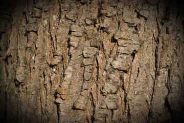 Bark of cherry tree