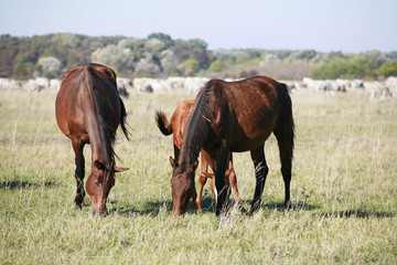 Obraz premium Mare and her foal grazing in the meadows rural scene