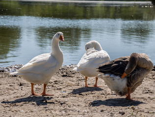 geese_on_the_river
